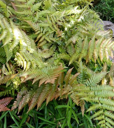Autumn Fern Brilliance